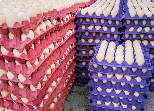 Large stack of fresh organic chicken eggs in colorful red and purple cardboard trays at local farmers market, wholesale poultry production, agricultural food supply background for retail and cooking.