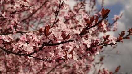 Wiosenna symfonia różu: Kwitnące drzewo wiśni na tle błękitnego nieba, emanujące świeżością i delikatnością poranka, stanowiące kwintesencję budzącej się do życia natury w pełnym słońcu. © tomo81