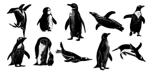 Black colored vector silhouette illustration of a set of penguins © Friz