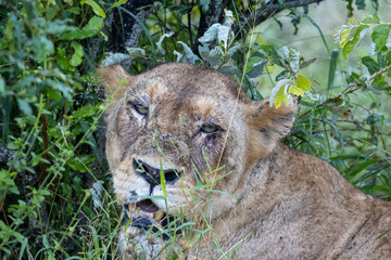 tired lioness © Neil