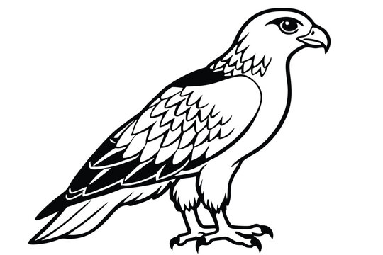 buzzard bird silhouette line art vector illustration with a white background