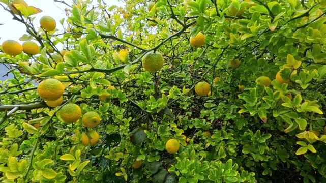 Yellow fruits of the citrus plant Poncirus trifoliata (trifoliate orange) against green foliage in autumn