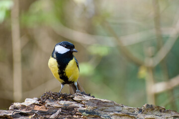 Great tit perched on fallen tree trunk with soft natural background © in_colors