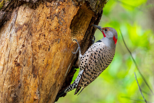 Northern Flicker (Colaptes auratus) peers into a cavity created by a Pileated Woodpecker (Dryocopus pileatus).