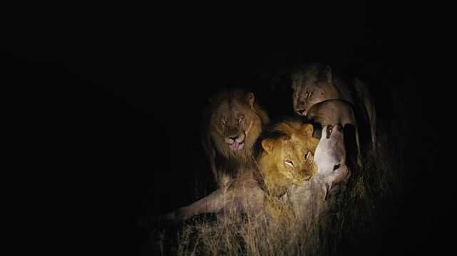 Male Lion Feeding on Carcass in Savanna at night