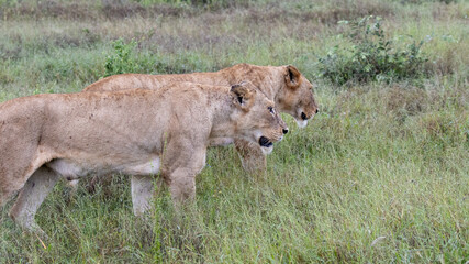two lionesses © Neil