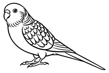 Fototapeta premium budgerigar bird silhouette line art vector illustration with a white background