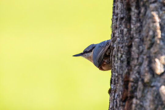 Eurasian nuthatch perching on a wooden perch.