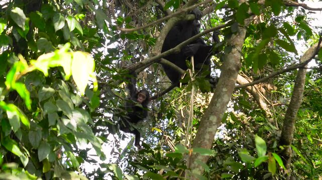 Small baby chimpanzee swinging playfully on vine next to its mother, who is resting on a branch in a lush jungle forest. Animals family bonding and primate behavior in their natural habitat