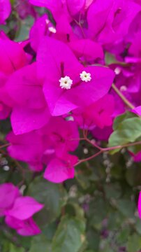 pink flower in the garden. Peaceful background