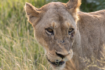lioness face © Neil