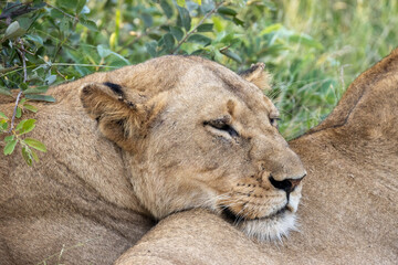 lioness in the shade © Neil