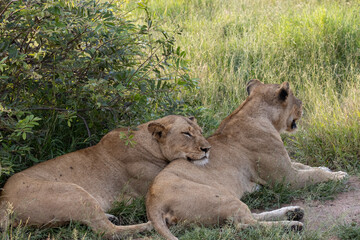 two lionesses © Neil