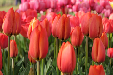 Obraz premium Orange tulipa, tulip ‘Orange Balloon’ in flower.