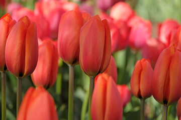 Fototapeta premium Orange tulipa, tulip ‘Orange Balloon’ in flower.