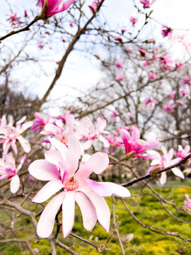Blooming Branches Evoke Seasonal Joy. Colorful Outdoor Setting With Flowering Limbs And Bare Branches