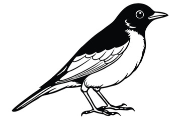Obraz premium american robin silhouette line art vector illustration with a white background
