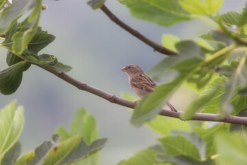 Moineau domestique de profil dans un figuier avec feuilles et figues vertes en été © Maud HERNANDEZ