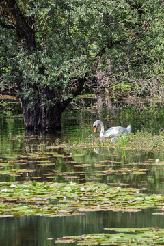 Cygne tubercul&eacute; dans un &eacute;tang avec n&eacute;nuphars et arbre, sc&egrave;ne bucolique et po&eacute;tique