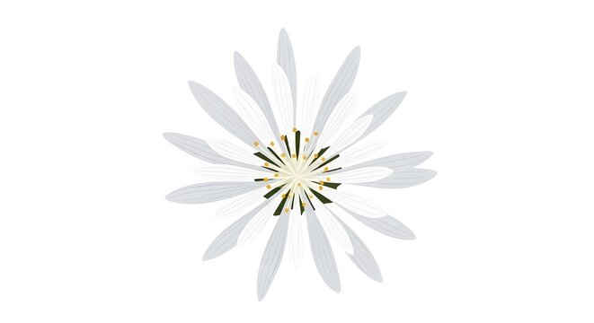 Elegant vector art of a white Bitterroot flower showing delicate petals and yellow stamens