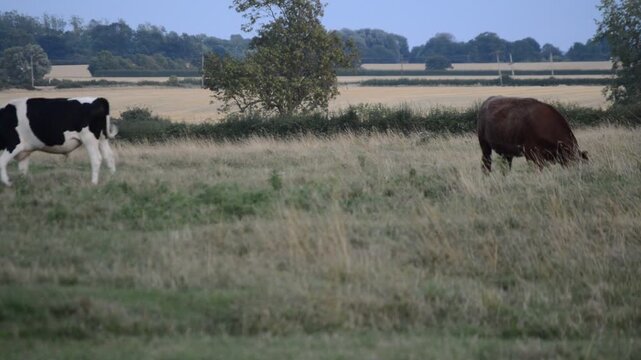 Cows graze in the meadows of England 2