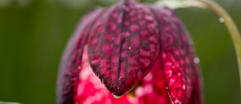 endangered wild Chess Flower Fritillaria meleagris or snake's head fritillary