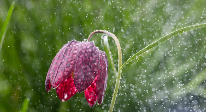 endangered wild Chess Flower (Fritillaria meleagris) or snake's head fritillary