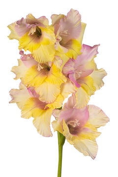 gladiolus flower isolated