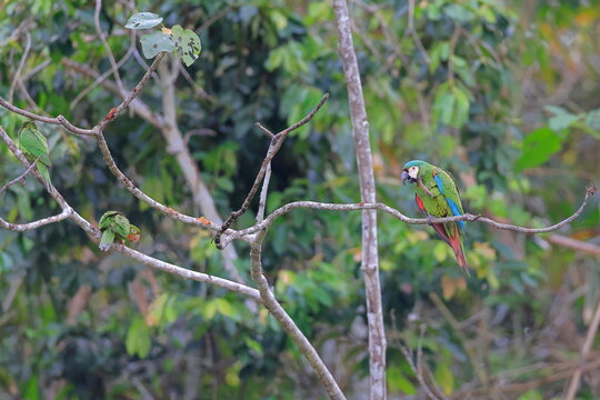 Chestnut-fronted macaw, Ara severus, Parque Nacional Madidi, Bolivie