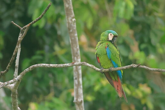 Chestnut-fronted macaw, Ara severus, Parque Nacional Madidi, Bolivie