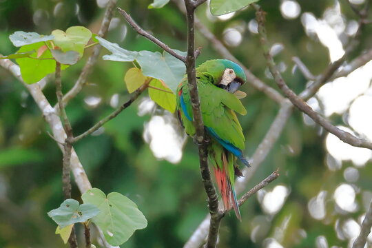 Chestnut-fronted macaw, Ara severus, Parque Nacional Madidi, Bolivie