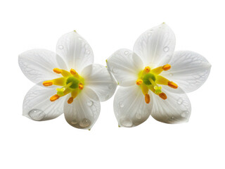 Obraz premium White spring flowers with water drops, fresh blooming jasmine blossoms on white background, delicate floral petals with dew droplets, botanical PNG