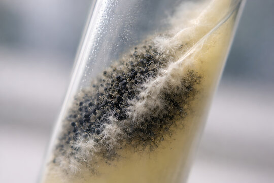 Composite laboratory image of Sporothrix schenckii complex showing dark mold growth in culture tube, radial colony morphology in petri dish inset, and septate hyphae with rosette-like conidia