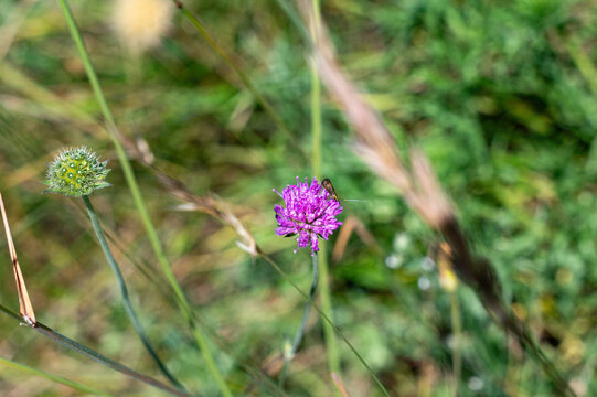 A brown insect   on a flower in nature