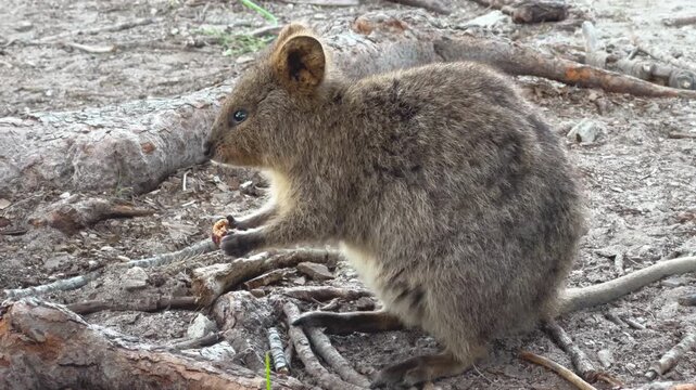 Friendly quokka resting on Rottnest Island showcasing iconic Australian wildlife on sunny day