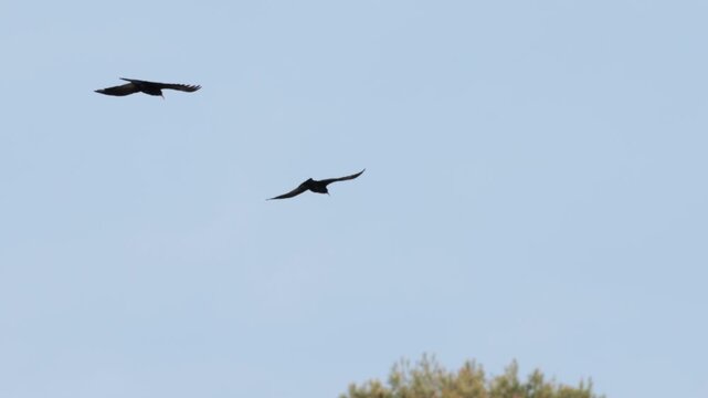 Pareja de Chovas Piquirrojas Volando en el Barranc del Cint de Alcoy, Espa&ntilde;a