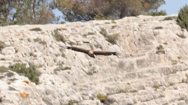 Buitre Leonado Planeando Frente a los Acantilados del Barranc del Cint, Espa&ntilde;a