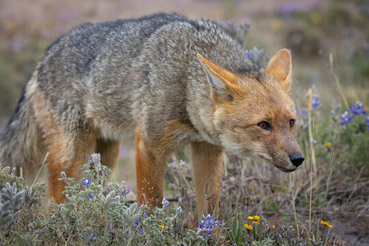 Andean Fox, Cotopaxi, Ecuador