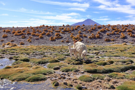 Llama, Lama glama, Huayajara, Andes, Bolivia