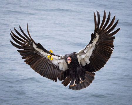 California Condor, Big Sur, CA