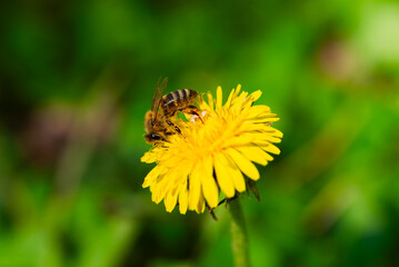 Honigbiene sammelt Nektar auf einer gelben Löwenzahnblüte © Viktor