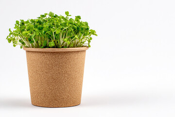 Naklejka premium Green microgreens in paper cup on white background. Space for text.
