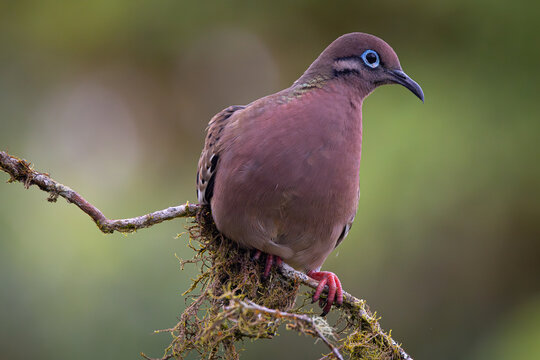 Galapagos Dove rests on branch on Isla Santa Cruz