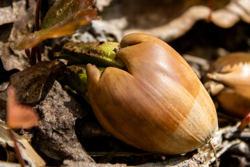close up of a snail © Mike