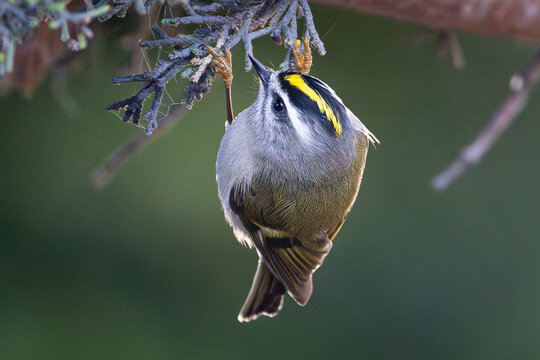 Golden-crowned Kinglet, Santa Cruz