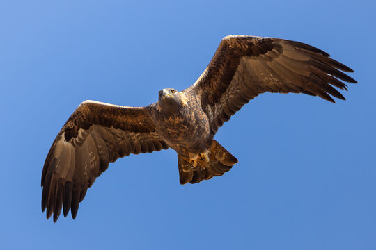 Golden Eagle, San Benito