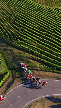 aerial vineyard peloton cycling along road, sunlit rows of vines frame tightly grouped cyclists as they navigate sharp curve, colorful jerseys, helmets, shadows emphasize speed and teamwork
