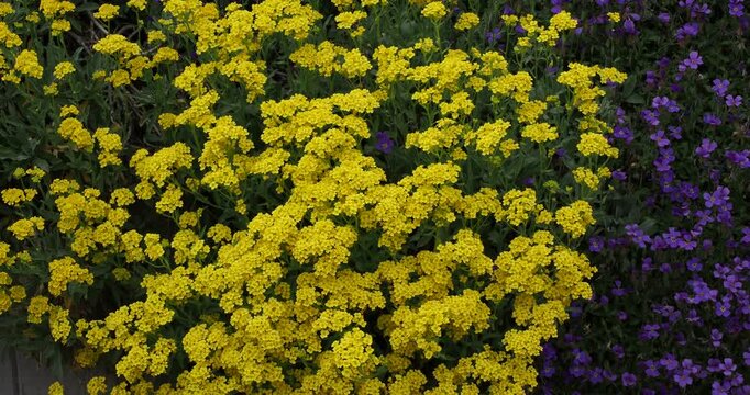 Aurinia saxatilis | Corbeille d'or - Alysse des rochers - Aurinie des rochers. Composition printani&egrave;re de petites fleurs jaunes retombantes le long d'un mur de pierres