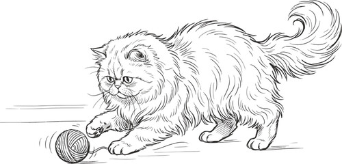 percian cat © Tasnuva