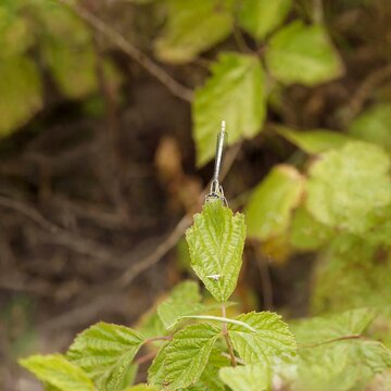 Pennipatte bleu&acirc;tre ou agrion &agrave; large pattes (Platycnemis pennipes)
